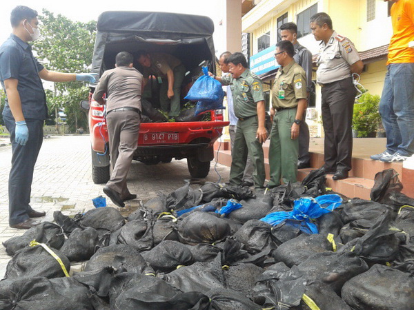 89 Trenggiling Sitaan Polres Bengkalis Diserahkan ke BKSDA Riau